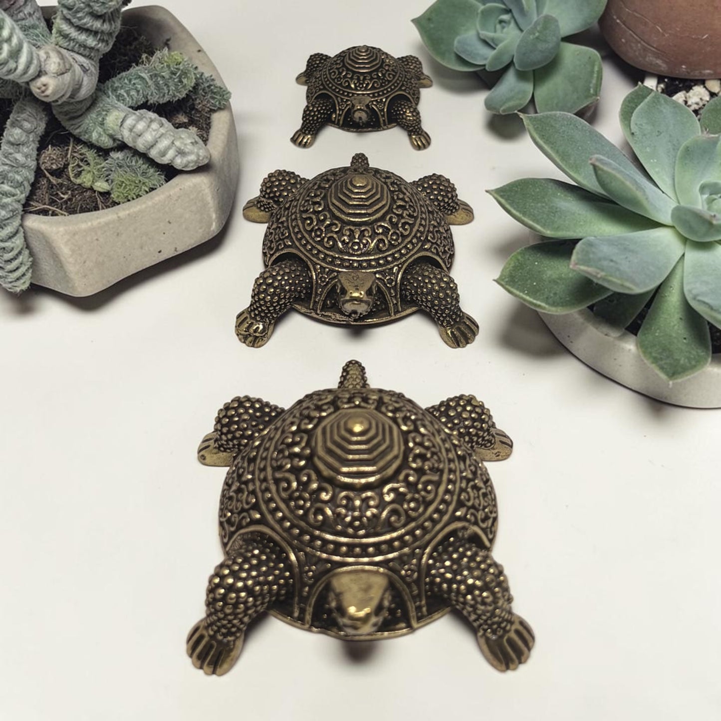 TORTISE